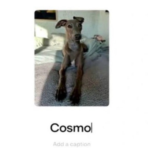 Cosmo