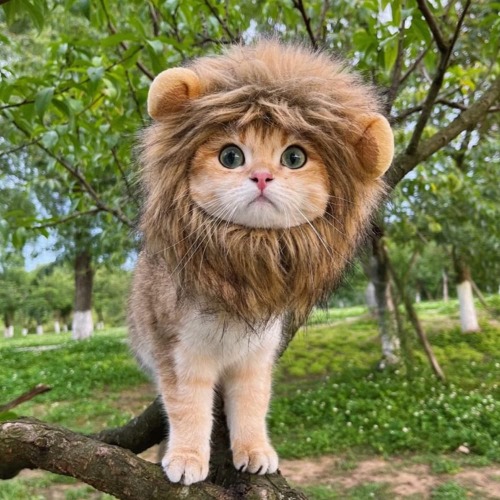 Lion cat