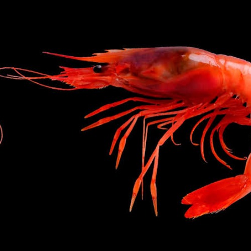 Red Shrimp