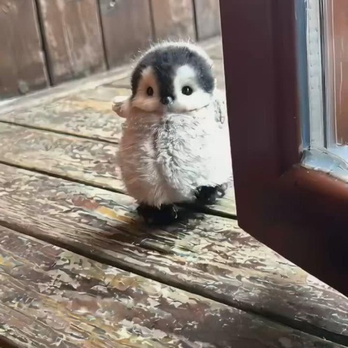 Pengky