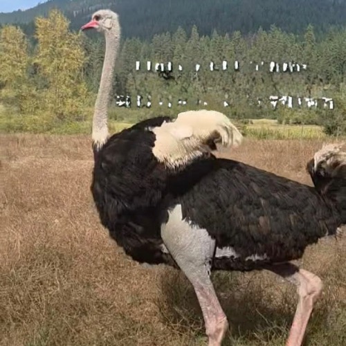 R.I.P. Tim the ostrich 