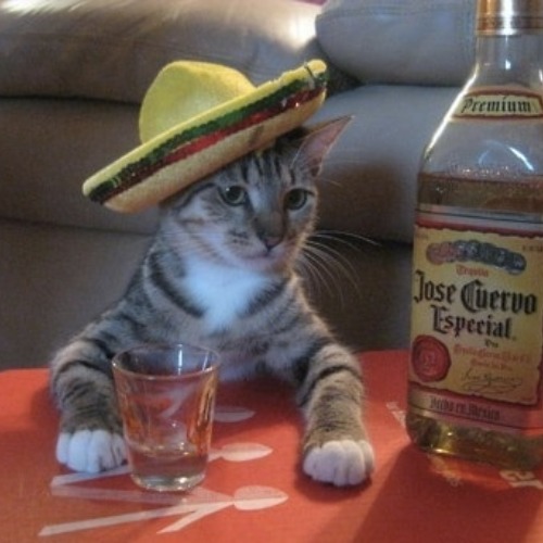 Mexican Cat