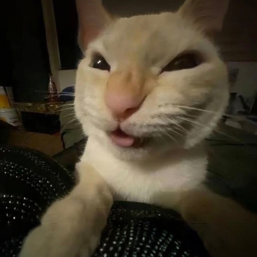 meow