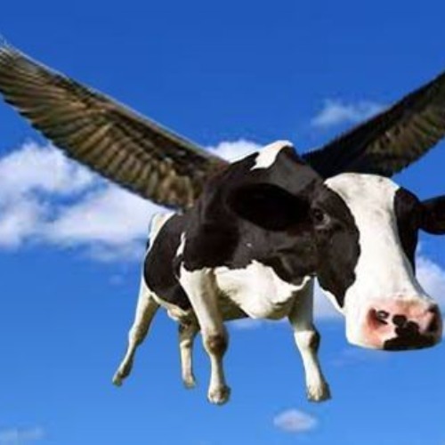 Fliying cow