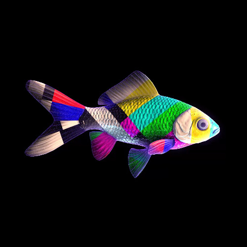 FISH