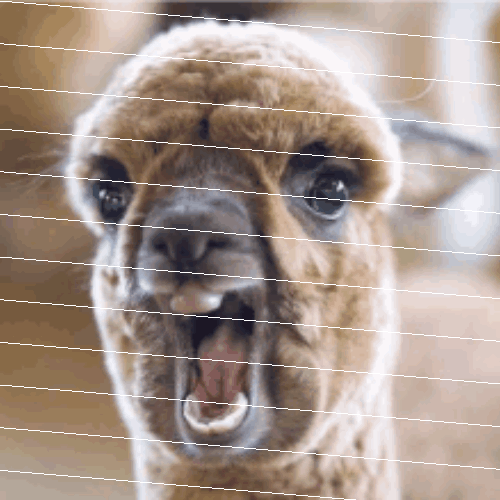 Meme Lama