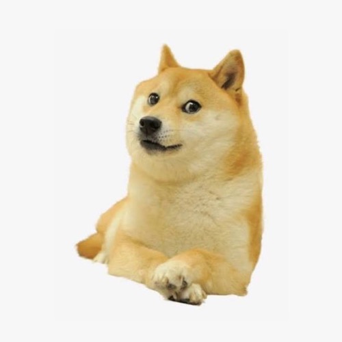 wrdog