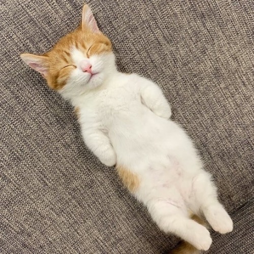 Diecat