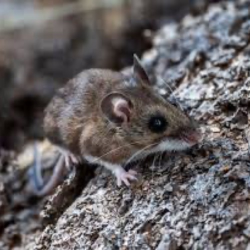 Hantavirus