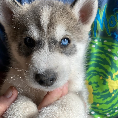 HUSKIII
