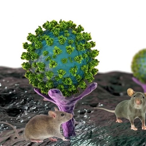 Hantavirus