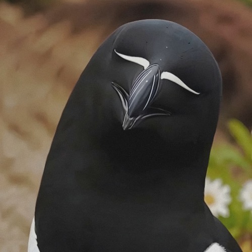 Razorbill