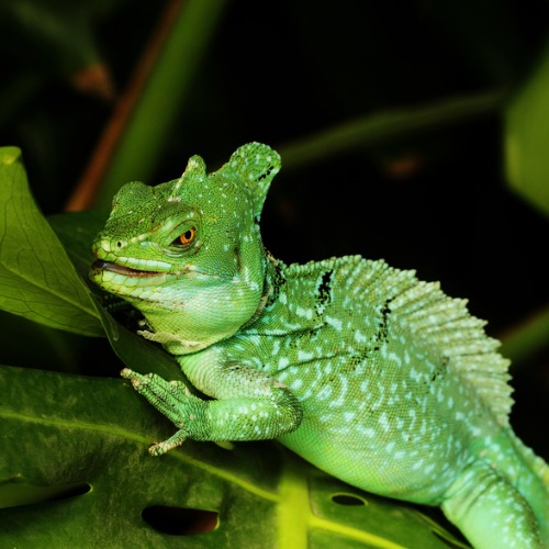 Green Basilisk 