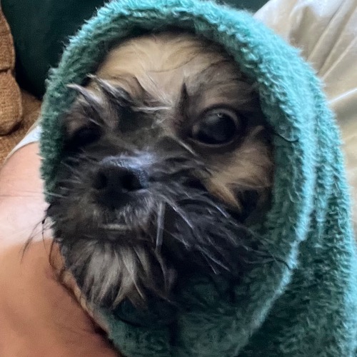 PUPINHOOD
