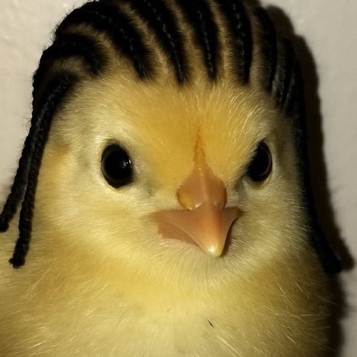 Chick AI