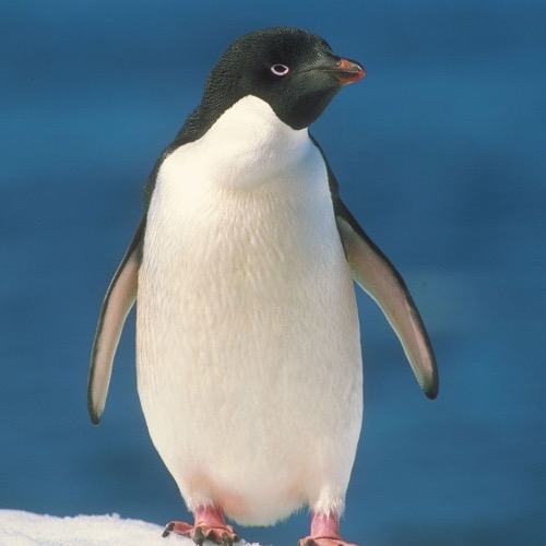 penguin 