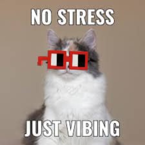 Vibess Cat