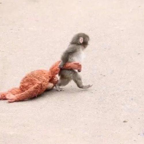 Punch monkey 