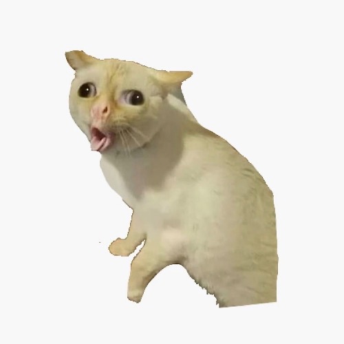 cough cat
