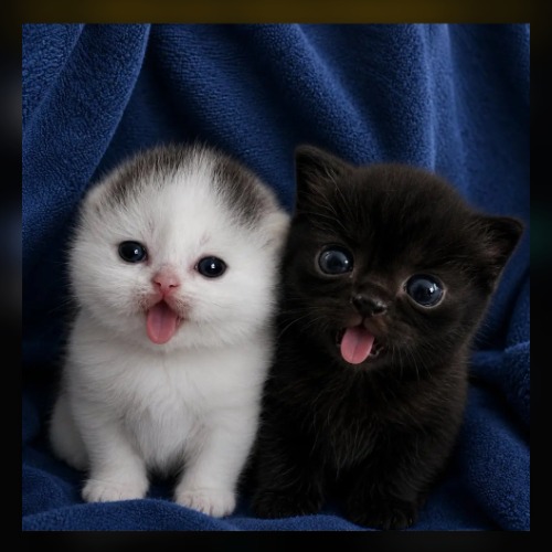 BASECAT