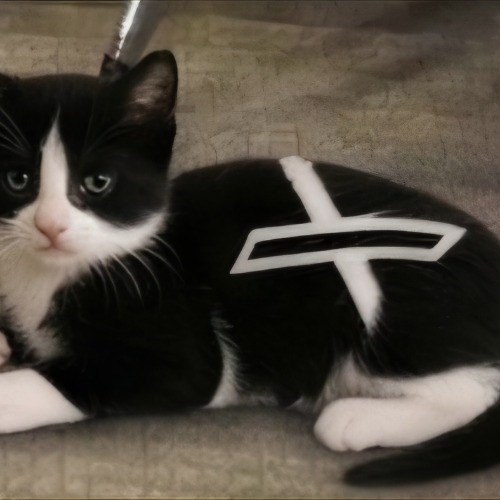 X Kitty