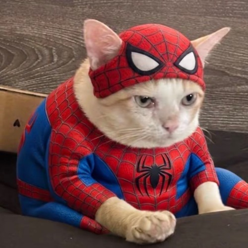 CATMAN