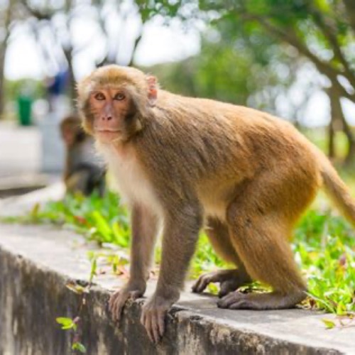 Darwin monkey 