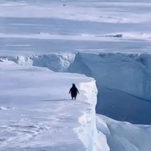 basepenguin