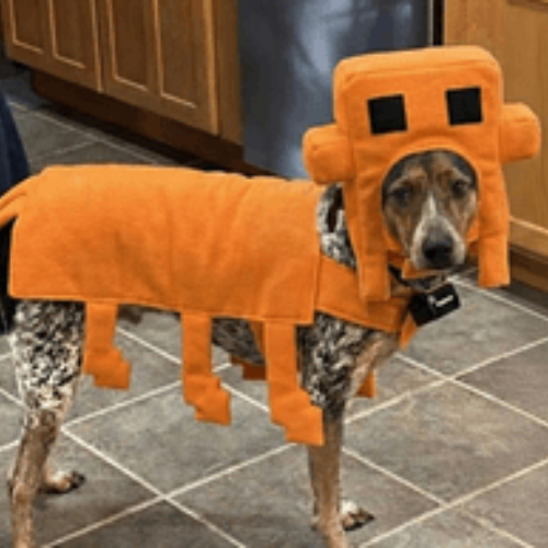 Clsude Dog