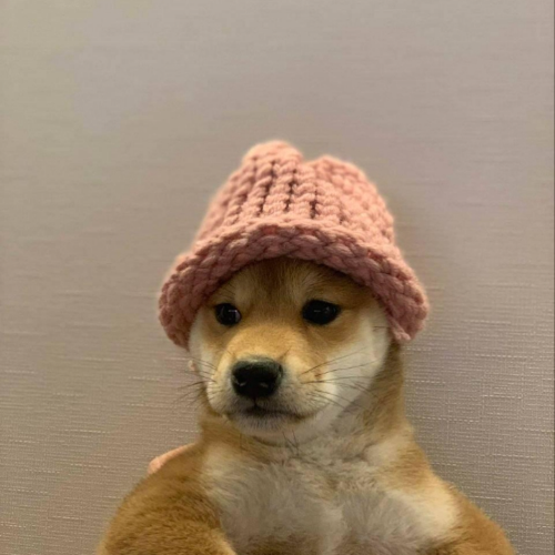 dogwifhat 