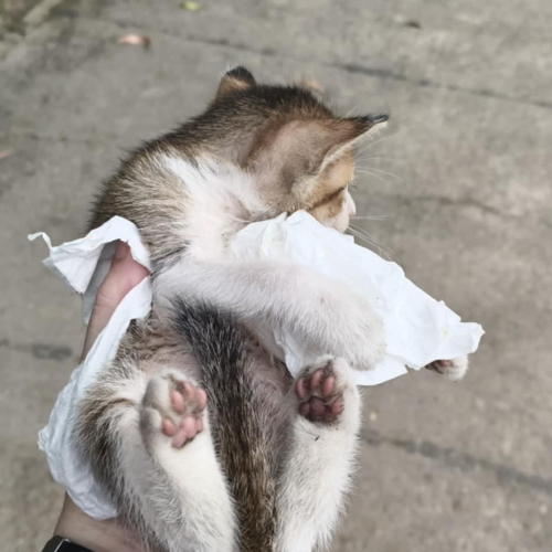 A Kitty who don't have a home